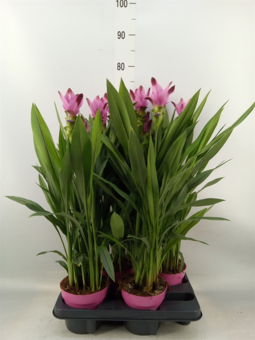 <h4>Curcuma alism. 'Siam Splash'</h4>