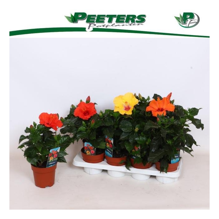 <h4>HIBIS SUNNY GEM</h4>