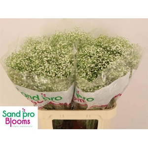 GYPS PA ZI DISCOVERY