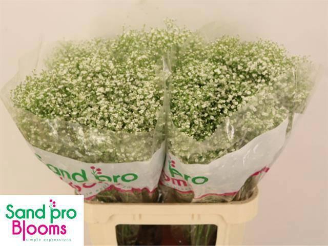 <h4>GYPS PA ZI DISCOVERY</h4>