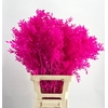 Dried Bleached Ruscus Cerise h%*