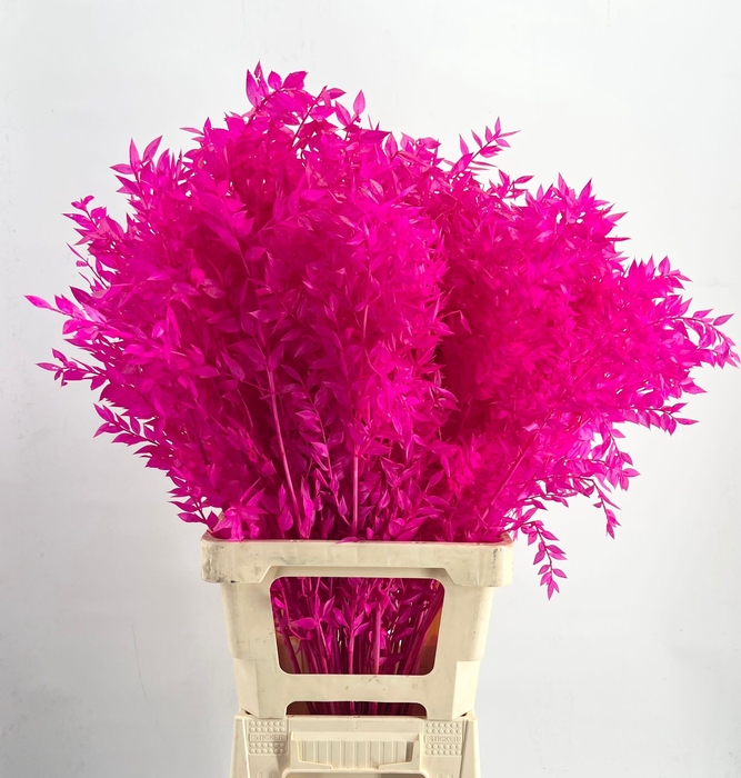 Dried Bleached Ruscus Cerise h%*
