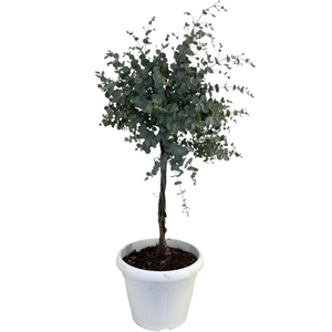 EUCAL GUNNII