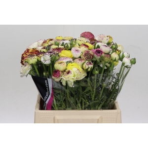 Ranunculus Elegance Cappucino Yellow