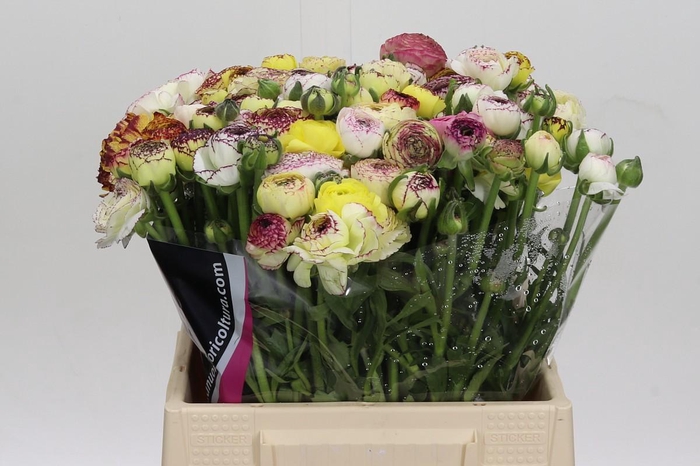 <h4>Ranunculus Elegance Cappucino Yellow</h4>