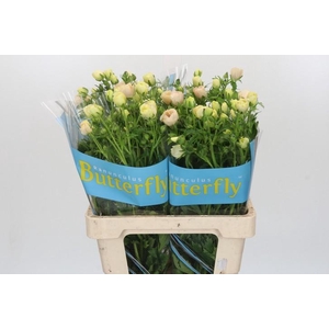 Ranunculus Butterfly Melissa