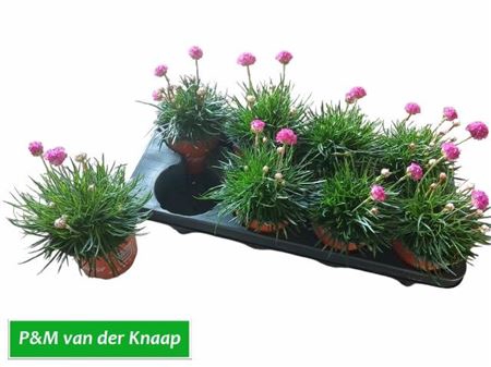 <h4>Arme Mar Rosea</h4>