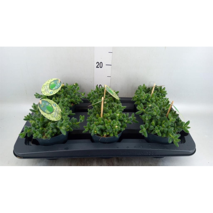 <h4>Delosperma echinatum</h4>