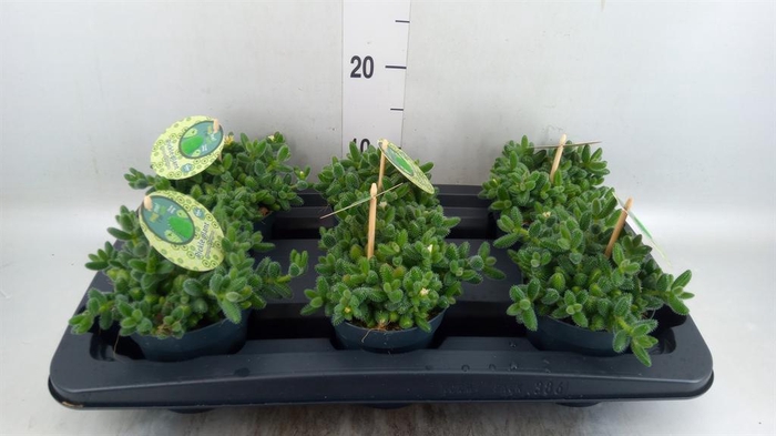 <h4>Delosperma echinatum</h4>