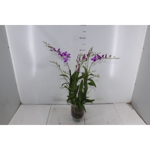 COQ. PLANTAS ORN. T5