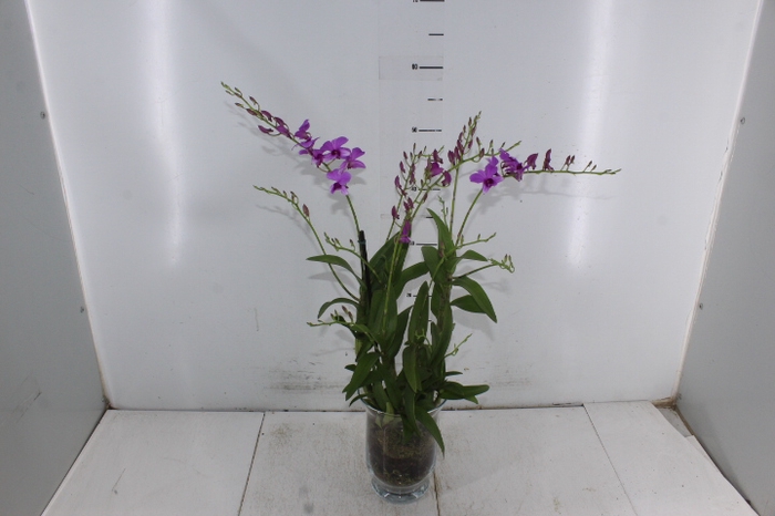 COQ. PLANTAS ORN. T5