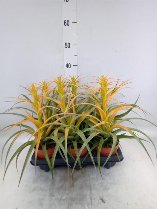 <h4>Tillandsia</h4>