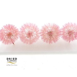 Dried Bleached Dandelion Pink Box