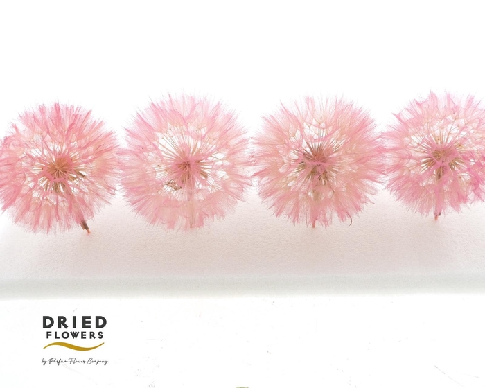 Dried Bleached Dandelion Pink Box
