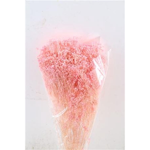 Dried Brooms Light Pink Bunch