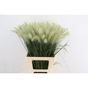 GRAS PENNI ALO BLONDIE