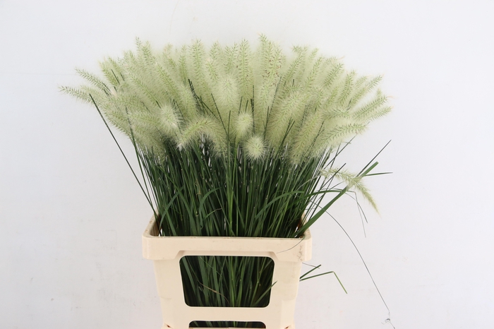 <h4>GRAS PENNI ALO BLONDIE</h4>
