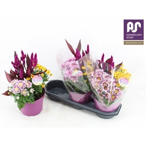 PERKPL GEM IN POT