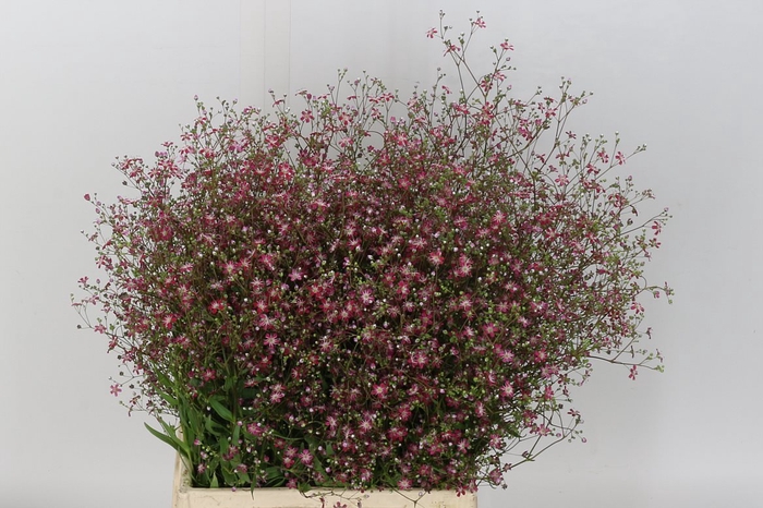 <h4>Gyps El Roze Per Bos</h4>