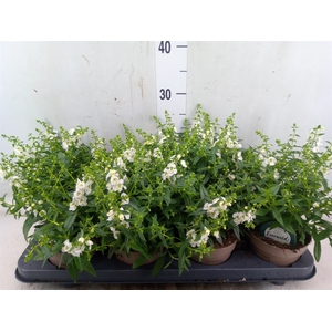 Angelonia  'Serena White'