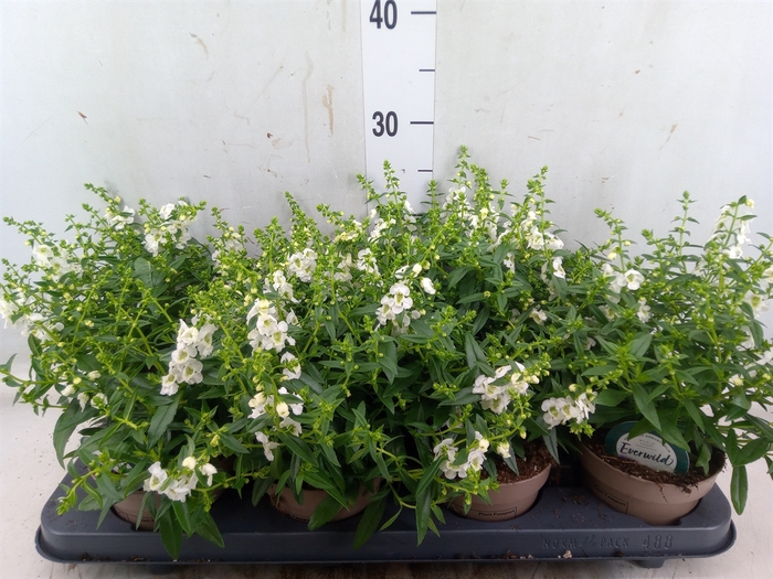 <h4>Angelonia  'Serena White'</h4>