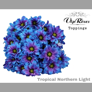 CHR T TROPICAL NORTHERN LIGHT