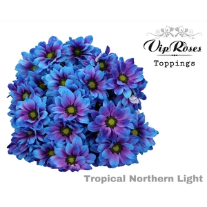 CHR T TROPICAL NORTHERN LIGHT