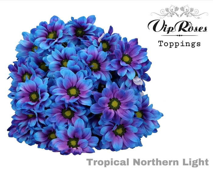 CHR T TROPICAL NORTHERN LIGHT