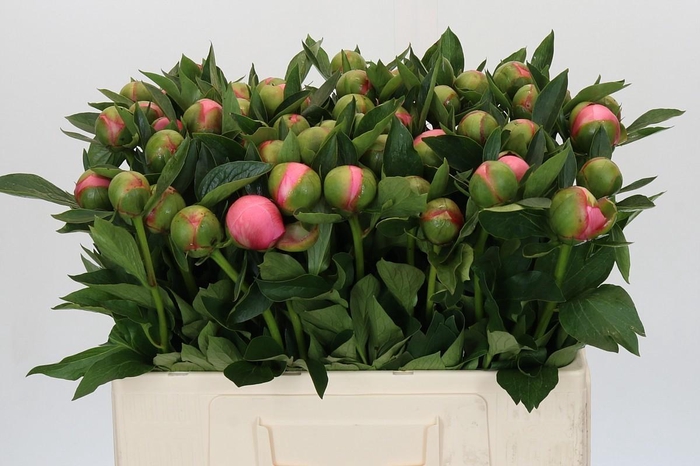 Paeonia Etched Salmon