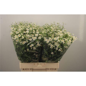 Tanacetum Single Vegmo