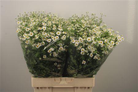 <h4>Tanacetum Single Vegmo</h4>