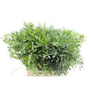 Pistache 50 Cm Medium