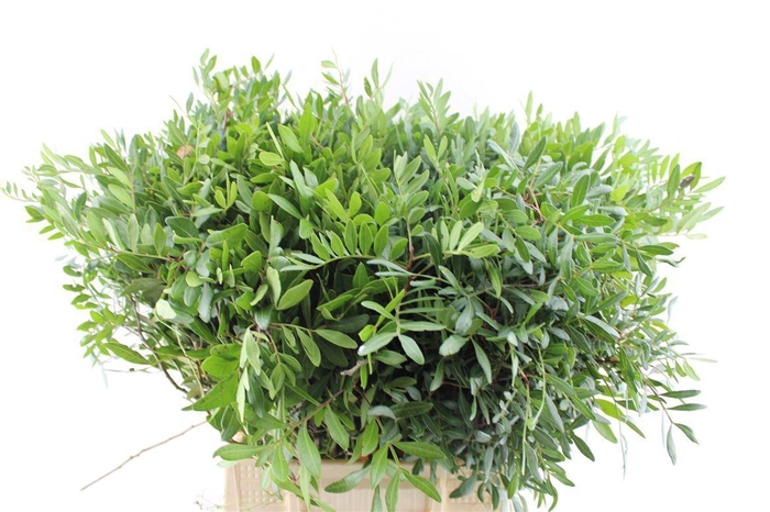 <h4>Pistache 50 Cm Medium</h4>