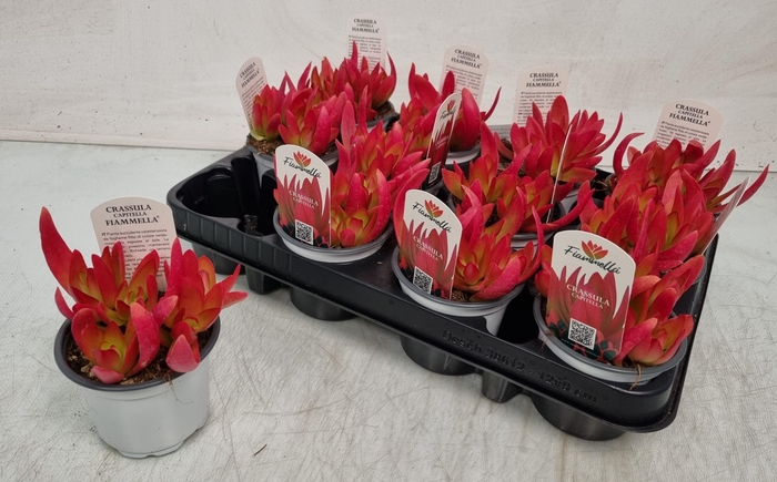 <h4>CRASS OVERIG</h4>