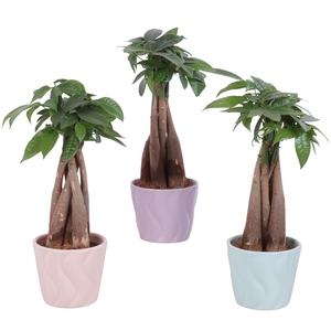 Pachira Braided Ø09cm in Ø11cm Ceramic SE662