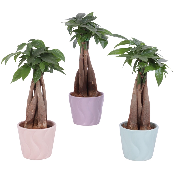 <h4>Pachira Braided Ø09cm in Ø11cm Ceramic SE662</h4>