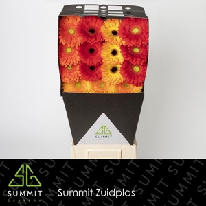 Gerbera Mix 4 kleuren Diamond