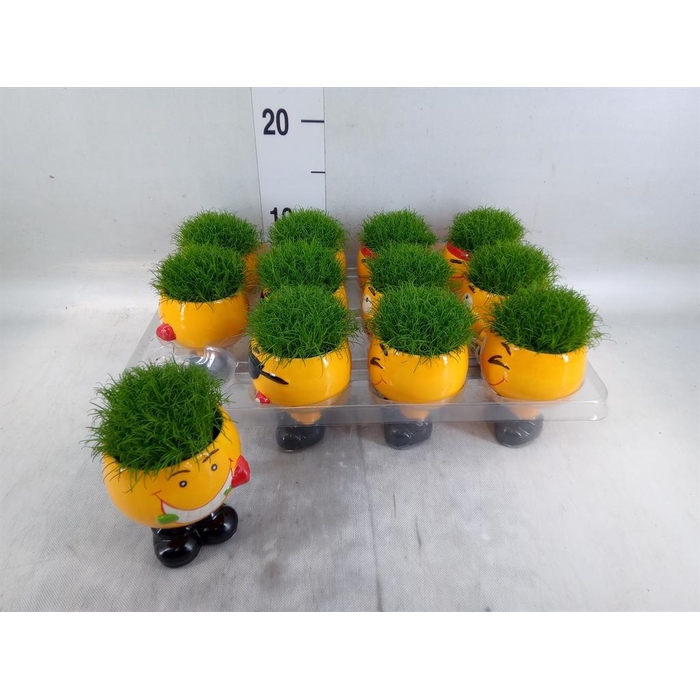 <h4>Arr.   Kamerplant Groen L%</h4>