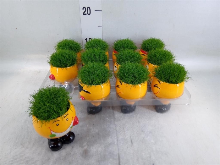 <h4>Arr.   Kamerplant Groen L%</h4>