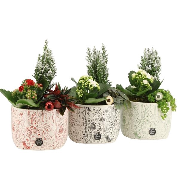 <h4>61591: X-mas arrangement</h4>