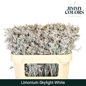 Limonium Skylight L70 Klbh. Wit