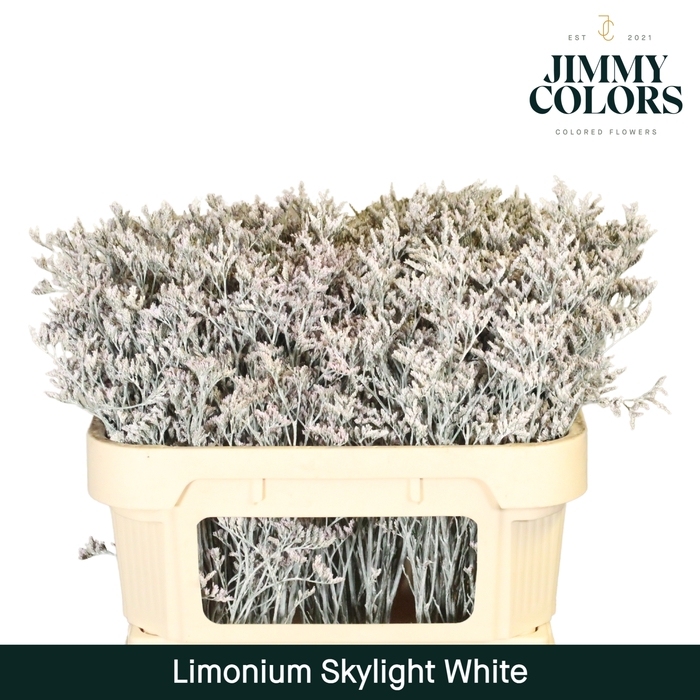 <h4>Limonium Skylight L70 White</h4>