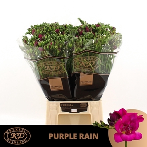 Fr Du Purple Rain