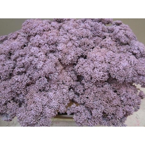 Sedum Licht Milka