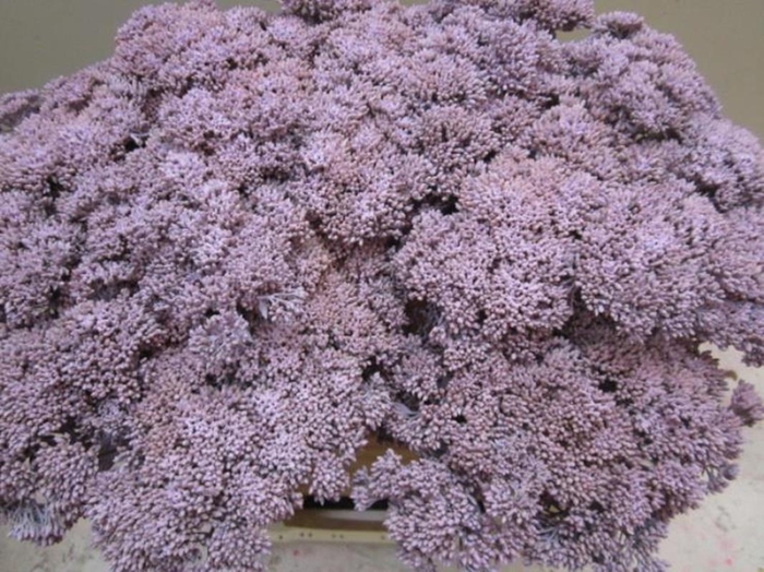 <h4>Sedum Licht Milka</h4>