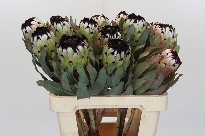 <h4>Protea Niobe</h4>