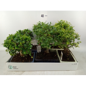 Bonsai   ...mix