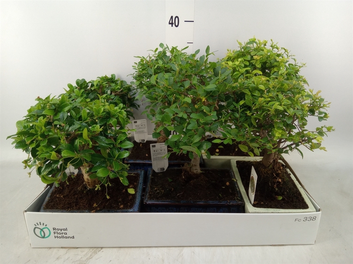 <h4>Bonsai   ...mix</h4>