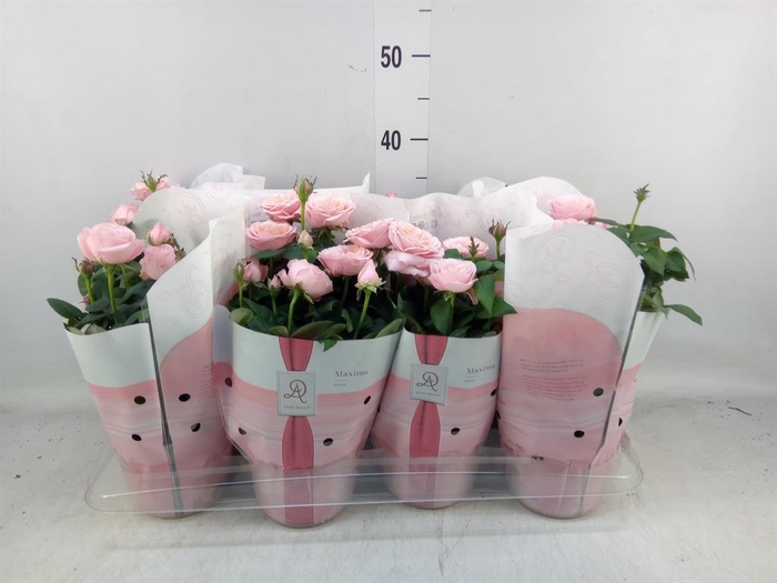 <h4>Rosa 'Amorosa Infinity Soft Pink'</h4>