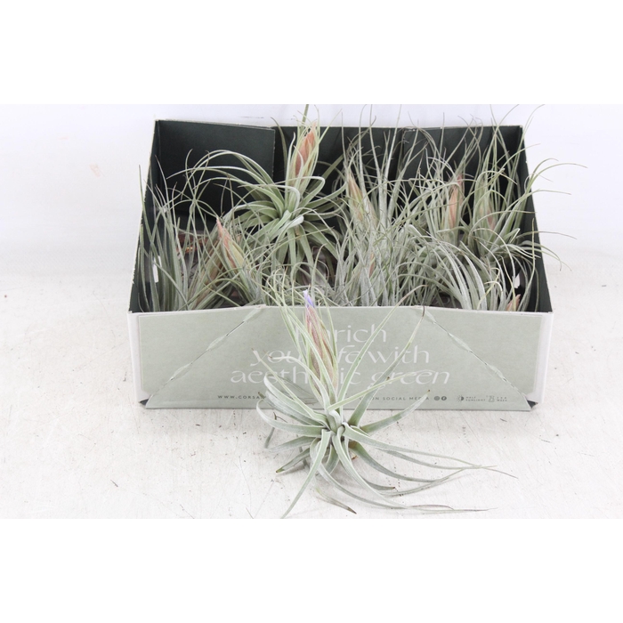 <h4>Arr3 Cp - Till. Silver Met Bloem X10</h4>